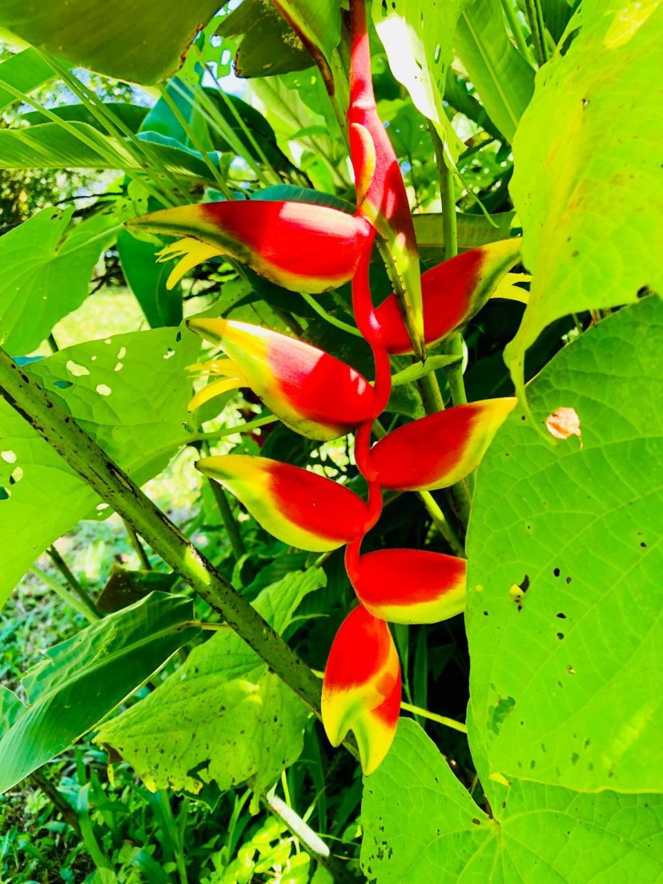 Casa Oceana Bed & Breakfast Bocas del Toro Eksteriør bilde